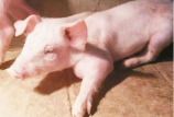 仔豬關(guān)節(jié)炎嚴(yán)重可致死亡，這些實用治療方法你知道嗎?